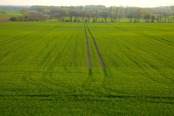 Green Field - Fotografie, Obrázek