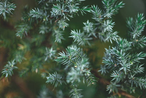 Evergreen juniper background. Photo of bush with green needles. Dark green natural pattern. - Фото, зображення