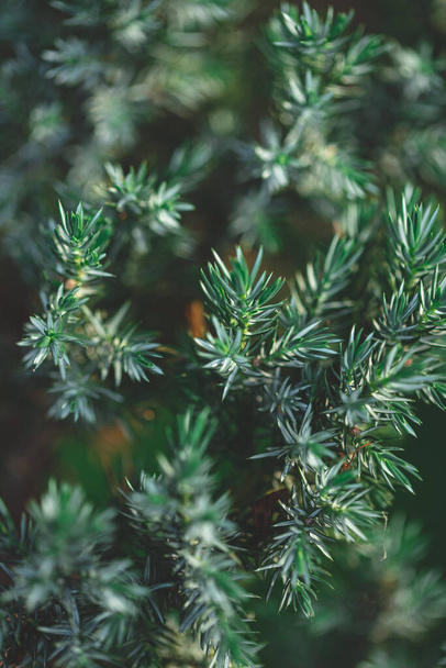 Evergreen juniper background. Photo of bush with green needles. Dark green natural pattern. - 写真・画像