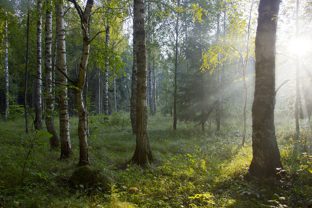 La foresta al tramonto, Russia
 - Foto, immagini