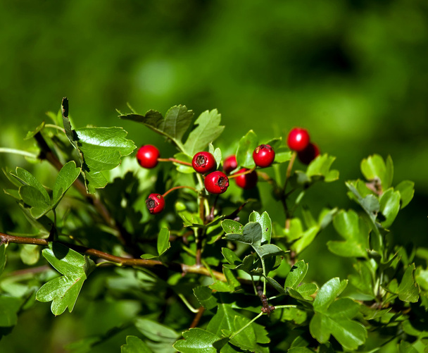 Hawthorn Berries - Photo, Image