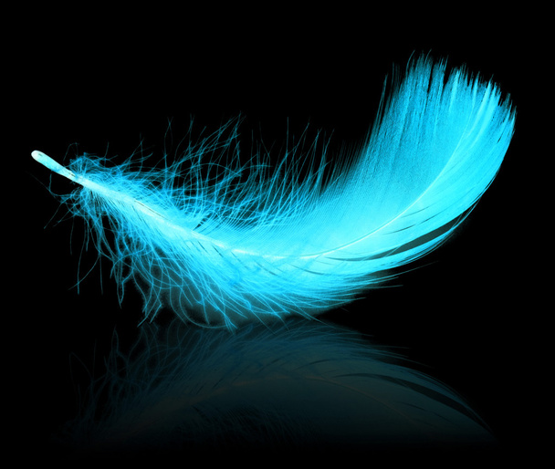 Blue neon feather - Fotoğraf, Görsel