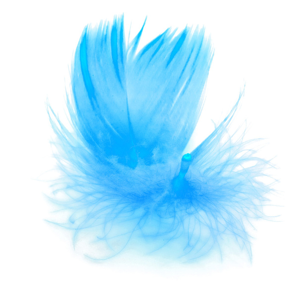 Blue feather - Fotó, kép