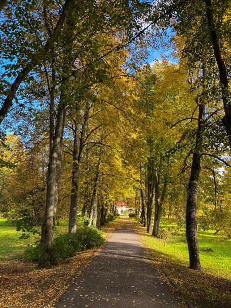 Passerella asfaltata attraverso un vicolo di alberi gialli e arancioni in autunno in una giornata di sole con cieli blu. - Foto, immagini