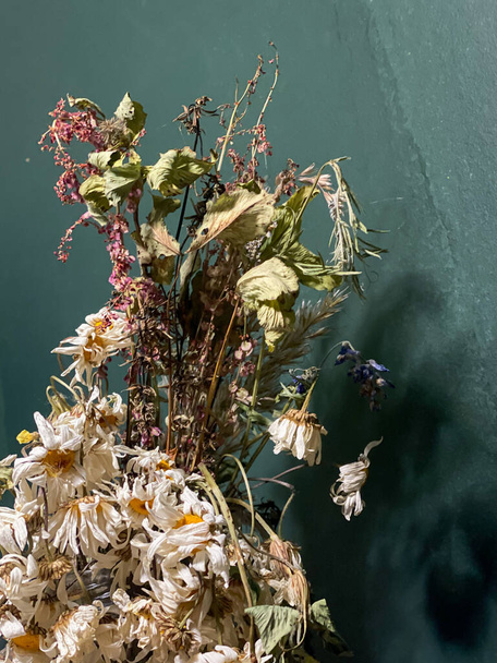 死んだ草原の花-デイジー、緑の壁によって部屋の花瓶のコーンフラワー. - 写真・画像
