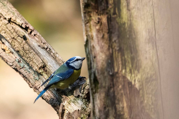 A eurasian blue tit sitting perched in between two branches of tree and is ready to take of to fly away. The passerine bird is also called a cyanistes caeruleus and is recognized by its blue feathers. - Фото, изображение