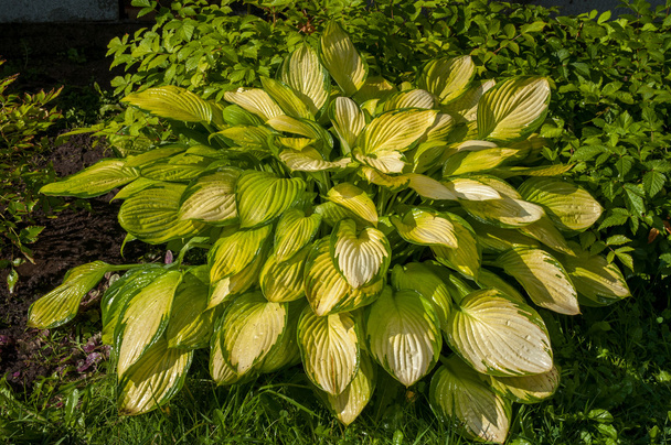 Hosta с желтыми листьями в саду
 - Фото, изображение