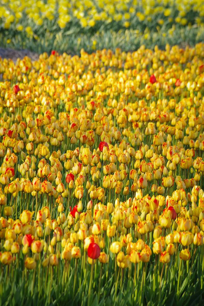 Campo giallo di tulipani con pochi tulipani rossi - Foto, immagini