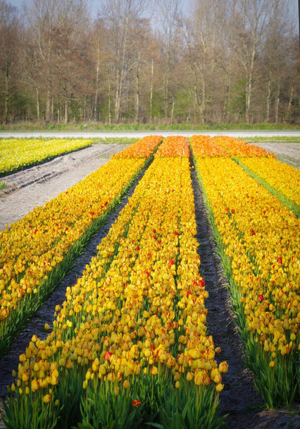 Tulipani gialli in un campo di bulbo - Foto, immagini