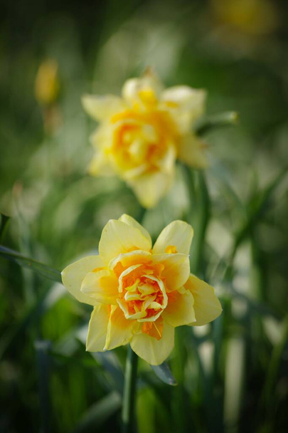 Two yellow daffodils in Holland - Photo, Image