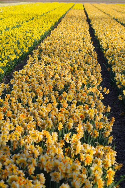 Field with yellow daffodils - Photo, Image