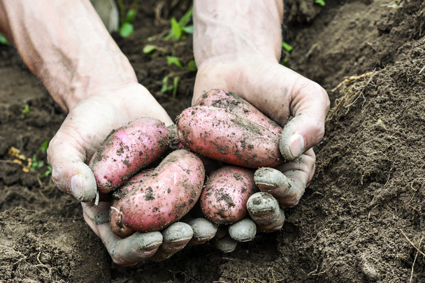 Fresh organic potatoes - Foto, immagini