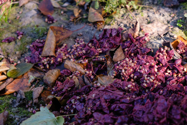Grape pulp. Outdoor. Waste product within the home wine making process. Selective focus. - Photo, Image