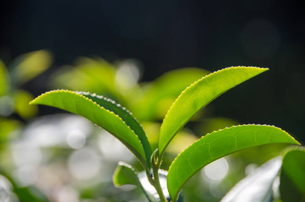 Green tea, Tea plantations, Tea leave in the field - Photo, Image