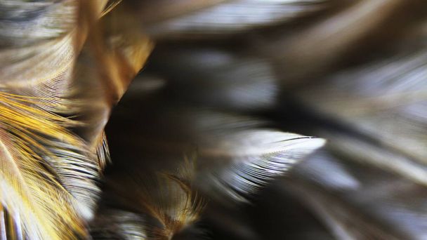close up beautiful dark brown feather texture background in asia. - Foto, imagen