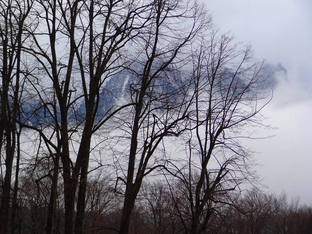 Jałowe drzewa przed Caraiman Mountain wczesną zimą. Widok z Busteni, Rumunia. - Zdjęcie, obraz