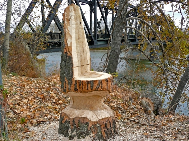 Un tronco de árbol
 - Foto, Imagen
