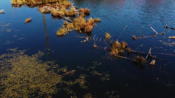 ローレンシア人の湖の上のドローンの眺め水の中に木がある - 映像、動画