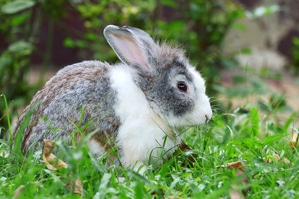 rabbit - Photo, Image