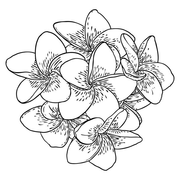 Plumeria flower design. Tropical flower of exotic plant made of real plumeria. Blossom of Hawaiian frangipani with open petals, isolated. Traditional floral welcome decoration. Vector. - Vektori, kuva