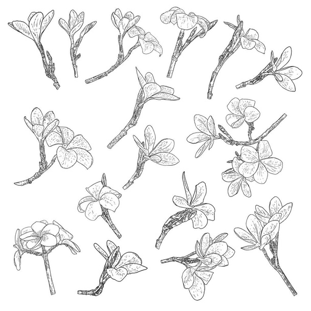 Plumeria or frangipani flowers with leaves drawing set. Hand drawn line art of decorative exotic tropical flowers, blooming and open buds, leaf on the twig. Vector. - Vector, afbeelding