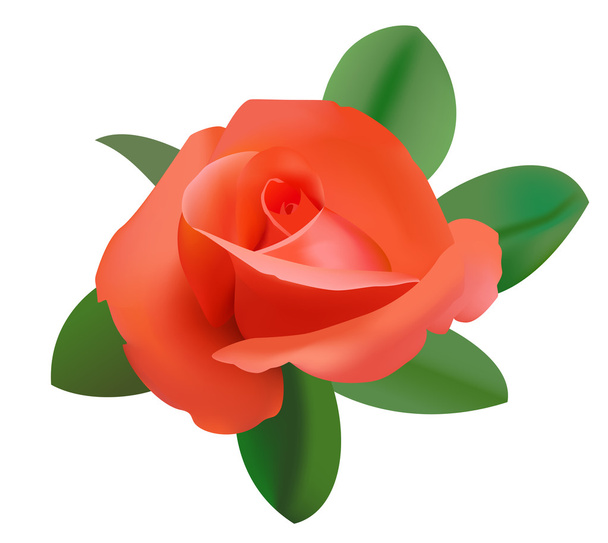illustration vectorielle de rose rouge - Vecteur, image