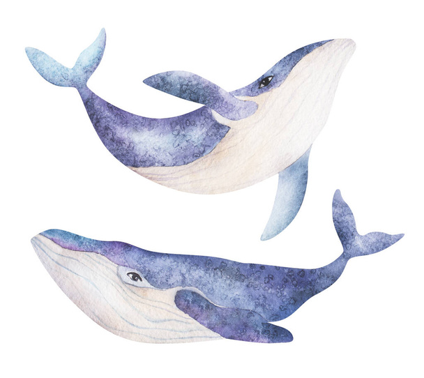 Watercolor cute purple whales on the white background. Sea Animal Hand draw art illustration. Graphic for fabric, t-shirt, postcard, greeting card, book, kids poster, sticker. - Φωτογραφία, εικόνα