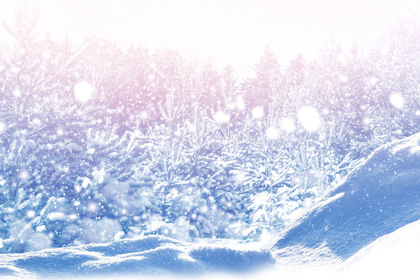 Κατεψυγμένα χειμερινά δάση με χιονισμένα δέντρα. εξωτερική - Φωτογραφία, εικόνα