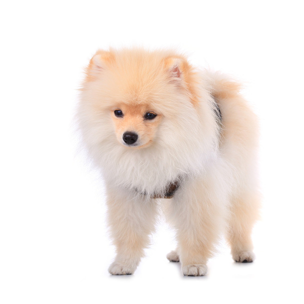 pomeranian puppy dog - Fotó, kép