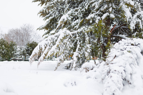 Thuja-Zweige am Wintertag mit Schnee bedeckt. Nahaufnahme, Kopierraum. - Foto, Bild