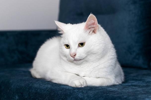 Iso valkoinen kissa makaa sohvalla. Mietteliäs katse. - Valokuva, kuva