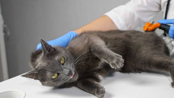 Veterinarian in gloves combing an aggressive gray cat with a brush - Fotó, kép