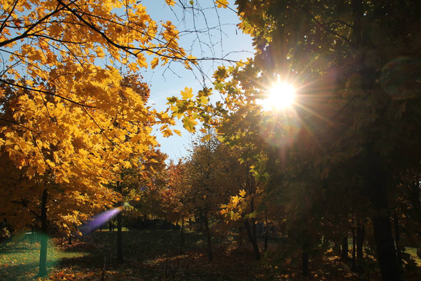 Autumn landscape. Maples with golden yellow foliage and sun - Фото, зображення