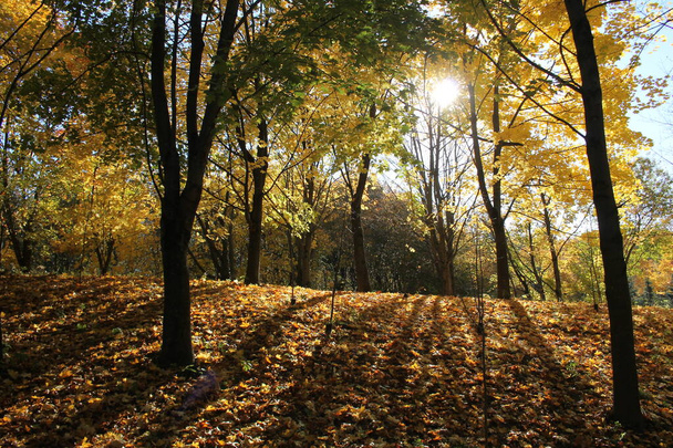 Autumn landscape. Maples with golden yellow foliage and sun - Φωτογραφία, εικόνα