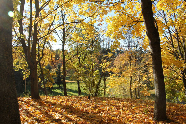 Autumn landscape. Maples with golden yellow foliage - Fotoğraf, Görsel