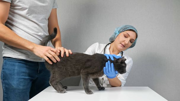 Eläinlääkäriklinikka. tunnistamaton mies toi harmaan nuoren kissan tutkittavaksi - Valokuva, kuva