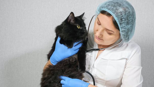 woman veterinarian listens with a phonendoscope to a beautiful black cat - Foto, Imagen