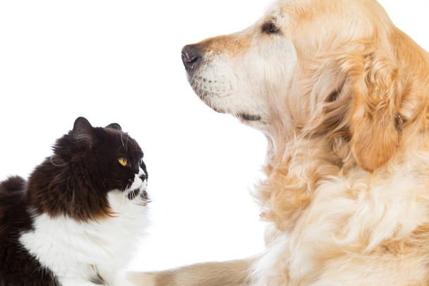 Persian Cat With Golden Retriever Dog - Photo, Image