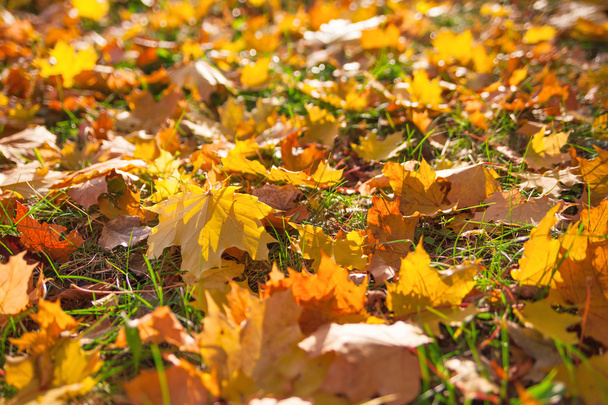 Autumn yellow leaves background - Zdjęcie, obraz