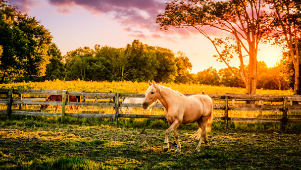 Palomino horses - Photo, Image