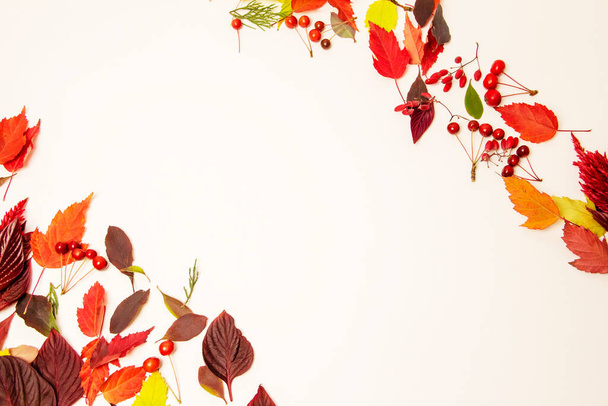 Осенние листья клена, бука, березы на белом фоне с местом для текста. макет, копировальное пространство, вид сверху - Фото, изображение