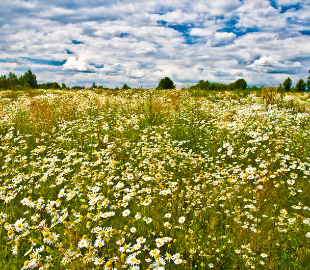 chamomiles veld met blauwe hemel - Foto, afbeelding