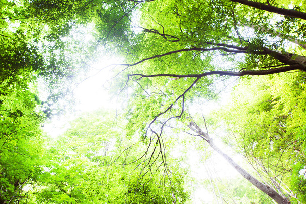 Widok na zielone gałęzie w lesie letnim - Zdjęcie, obraz