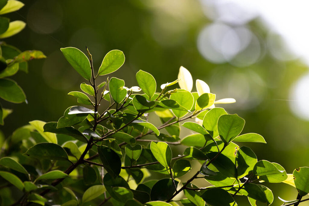 Ομορφιά της Φύσης, καμπύλη του φρέσκου πράσινου φύλλου, που δείχνει τη λεπτομέρεια στην υφή και το μοτίβο  - Φωτογραφία, εικόνα