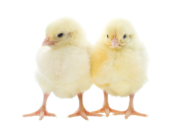 Two chicks - Foto, afbeelding