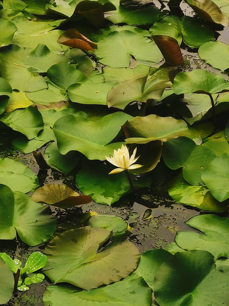 beautiful lotus flowers in the pond - Zdjęcie, obraz