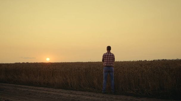 Силуэт фермер агроном глядя урожай на закате пшеничного ячменя поле в одиночку. - Фото, изображение