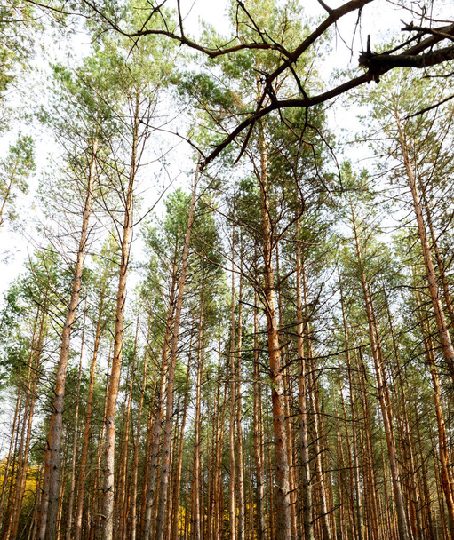 Podzimní slunný borový les - Fotografie, Obrázek