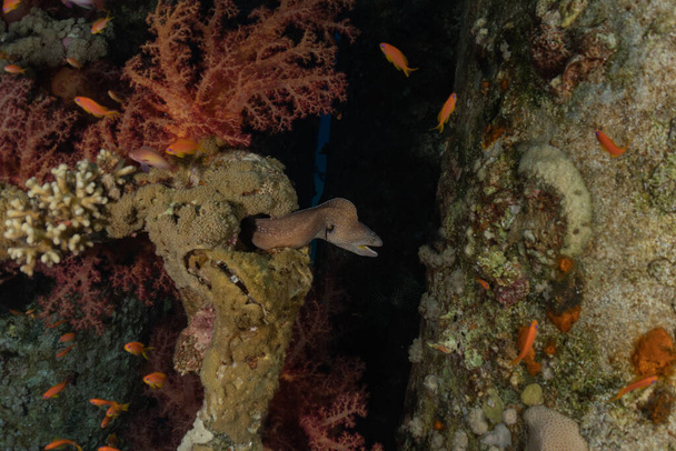 Muränen-Mooray lycodontis undulatus im Roten Meer, Eilat Israel - Foto, Bild