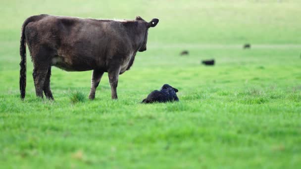 Close-up van stieren, koeien en kalveren die grazen op gras in een weiland in Australië. runderrassen zijn gespikkeld park, murray grijs, angus, brangus en wagyu op lange weiden in het voorjaar en de zomer. - Video